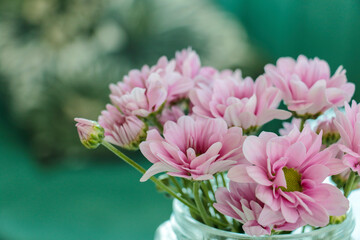 pink chrysanthemum flowers on desk