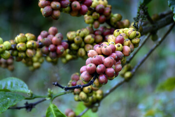 bunch of coffee beans on a branch