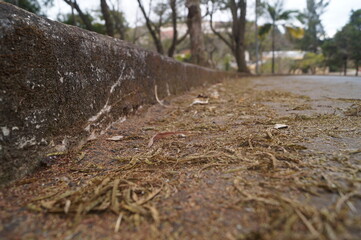dirty sidewalk edge with leaves
