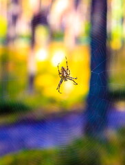 Spider on the web