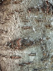 Closeup on bark of tree texture background