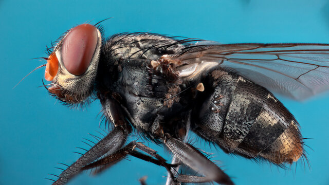 mouche infect&eacute;e par des acariens en focus stacking