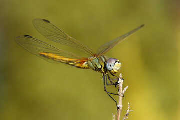 Libélula (Sympetrum sp.)