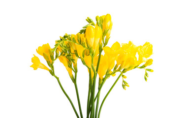 yellow freesia flower isolated