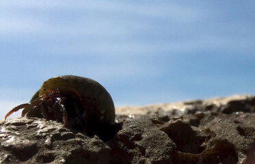 a crab is hidding  in the shell
