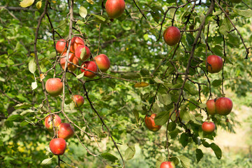 Beautiful fruits, Apples on the branches. Beautiful apples in the garden on the tree.