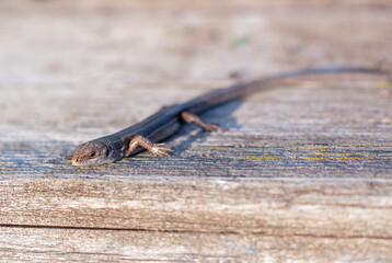 Small brown lizard on a wooden board