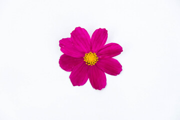 One purple cosmea flower on a white background. Copy the space. Minimalism. High key lighting.