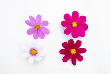 Multicolored cosmea flowers on a white background. High key lighting.