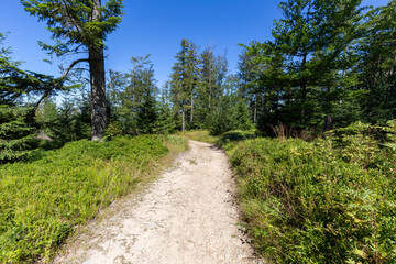 Hiking trail in Beskid Sadecki in Poland, mountains in summer landscape