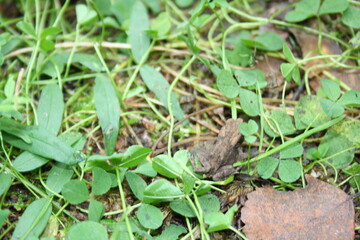 Naklejka na ściany i meble little frog sitting in green grass