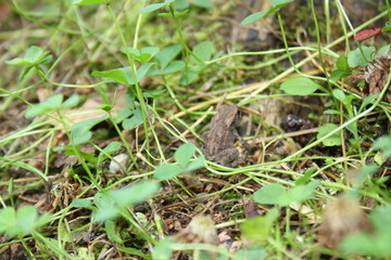 little frog sitting in green grass