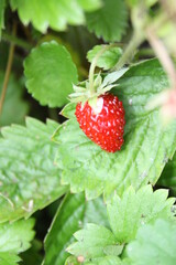 small red strawberry growing on a bush