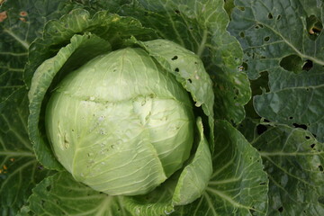 cabbage in the garden