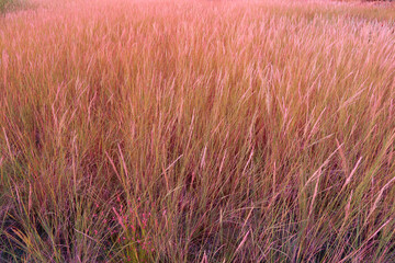 dry grass in the wind  was  background.