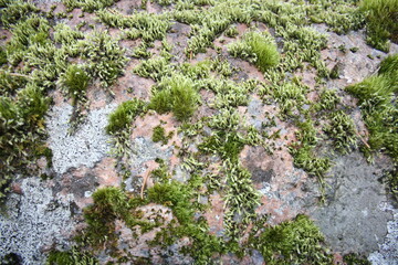 moss covered stone texture closeup