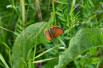 Copper butterfly resting on leaf