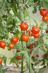 a bunch of cherry tomatoes