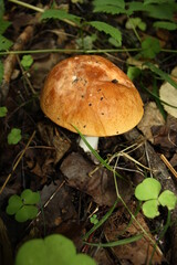 mushroom in the forest