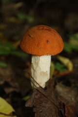 beautiful boletus mushroom close up