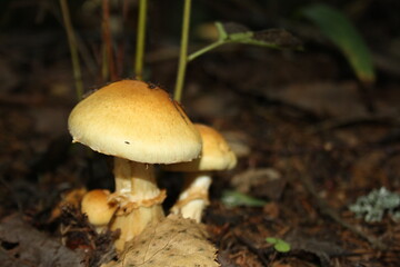 mushrooms in the forest
