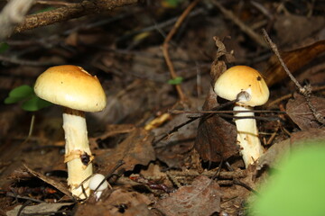mushrooms in the forest