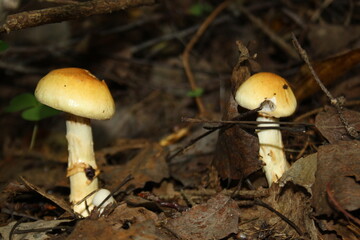 mushrooms in the forest