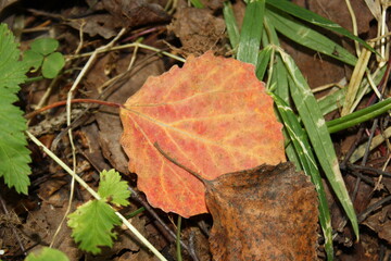 autumn leaves on the ground