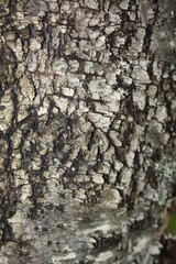 background texture tree bark closeup