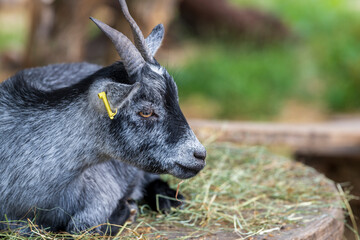 A portrait of a sleeping goat in a stable of a free range, London