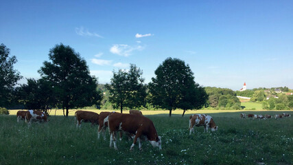 Naklejka na ściany i meble cows are eating on the .pasture