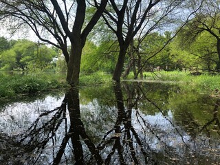 reflection of trees in the water
