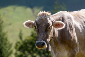 Close Up Brown Cow in Field in Swiss Alps