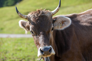 Close Up Brown Cow in Field in Swiss Alps