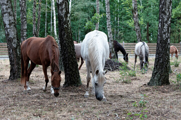Tranquil equestrian scene. Still horses herd grazing grass on a paddock between trees in forest,...