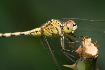 Selective focus dragonfly eye on the tree.Insect flying on green grass background.Macro shooting concept.