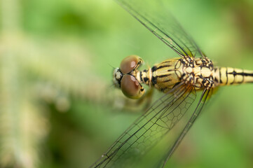 Selective focus dragonfly eye on the tree.Insect flying on green grass background.Macro shooting concept.