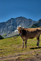 Fototapeta na wymiar Kuh steht auf einer Weide auf dem Pizol in der Schweiz 7.8.2020