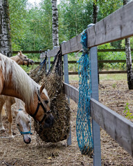 Horses eating hay from slow feeder hay net attached to fence of paddock in nature forest outdoor...
