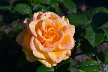 Yellow-orange rose flower affected by the disease close-up. Small pink-red spots on the flower...