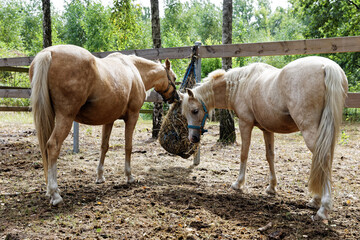 Two horses eating hay from slow feeder hay net attached to fence of paddock in nature forest outdoor area.