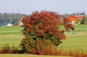 Obraz premium Herbst!