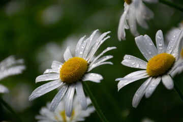 Obraz premium Margeriten