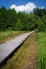 Fototapeta na wymiar Wooden pathway going through marshland area (Olszowieckie Bloto) ends in forest. Kampinos National Park, Poland, Europe.