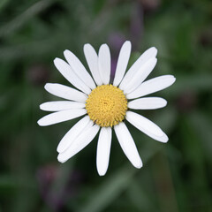 Fototapeta premium Margeriten