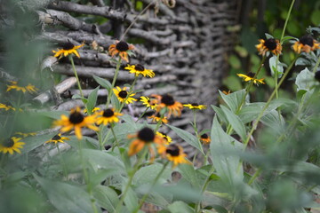 yellow flowers in the garden
