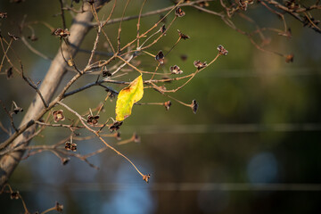 Last Leaf Standing