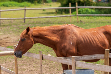 A beautiful brown horse grazes in a paddock full of wild flowers