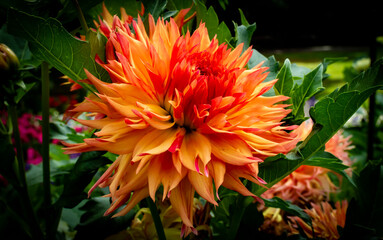 Close-up orange red dahlia flower