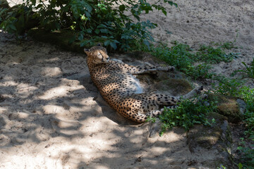 Leopard laying on the floor.